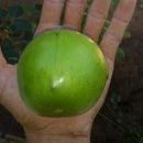 135 Sementes Umbu Gigante