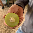 Umbu Gigante 2,5Kg