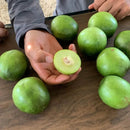 Umbu Gigante 2,5Kg